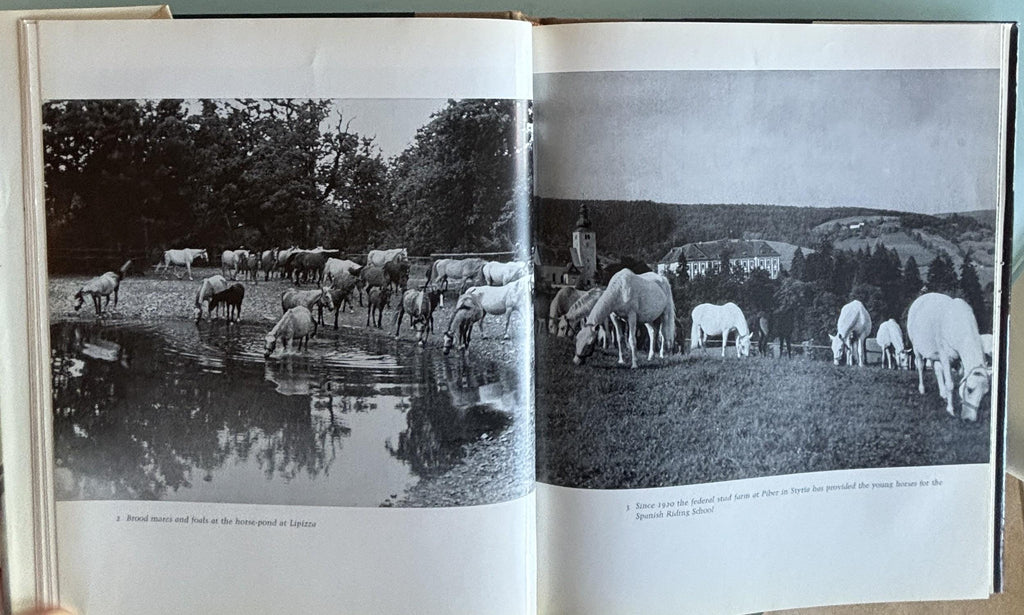 The Lipizzaners:  Alois Podhajsky  **  First American Edition  **  1969