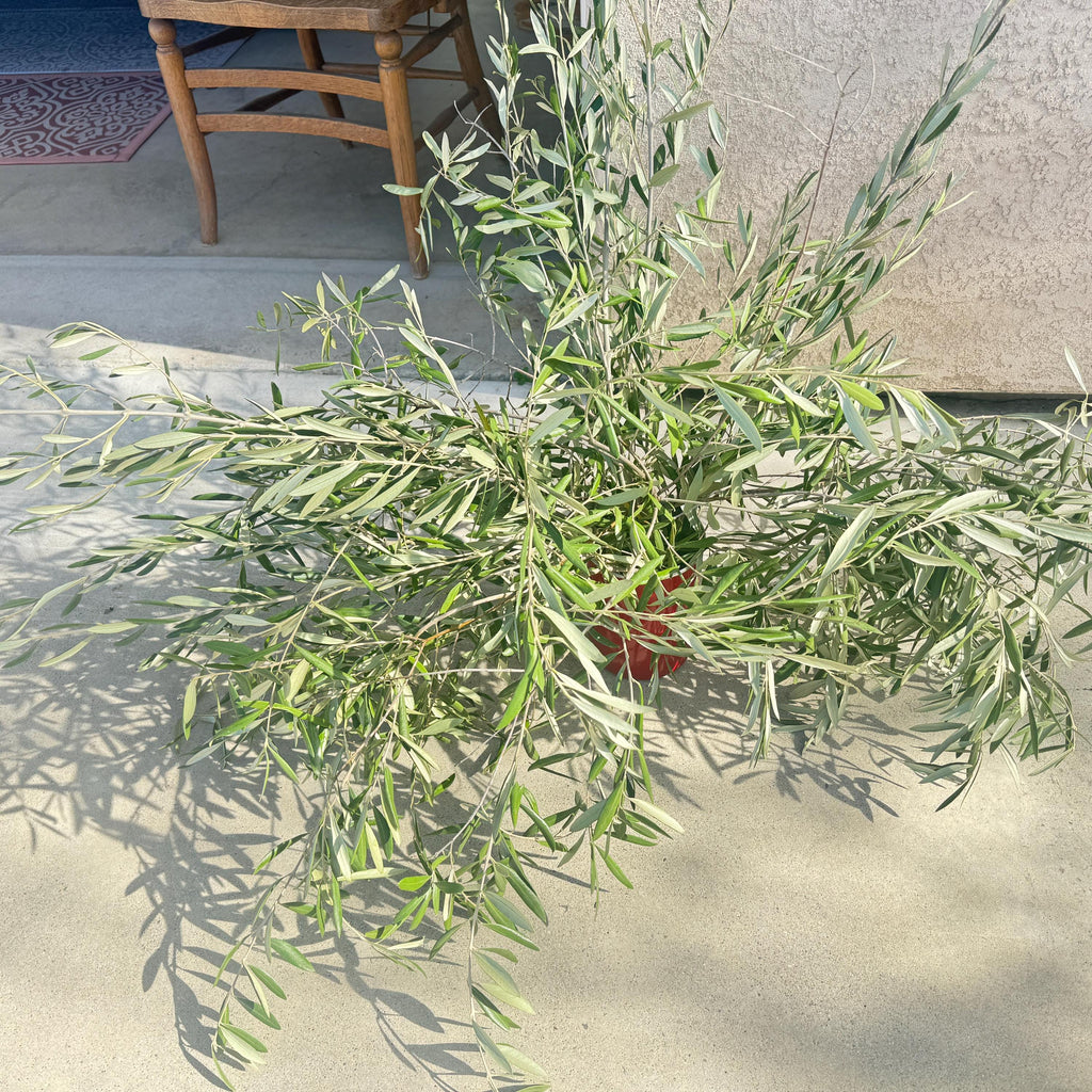 Organic Olive Tree Branches, Freshly Harvested Foliage Bundle, Natural Decor