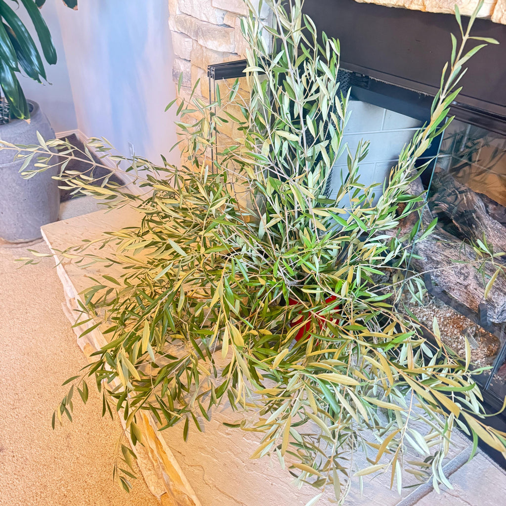 Organic Olive Tree Branches, Freshly Harvested Foliage Bundle, Natural Decor