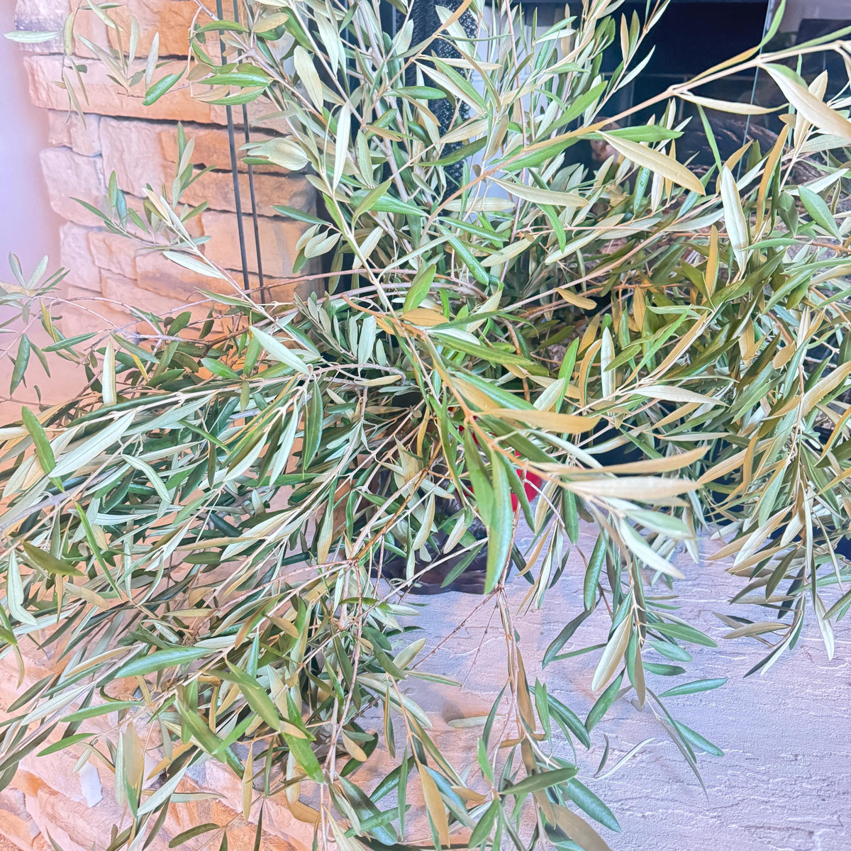 Organic Olive Tree Branches, Freshly Harvested Foliage Bundle, Natural Decor