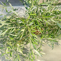 Organic Olive Tree Branches, Freshly Harvested Foliage Bundle, Natural Decor