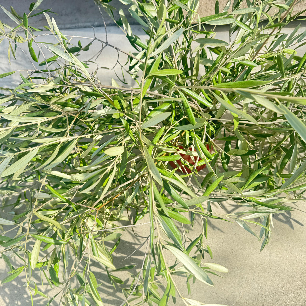 Organic Olive Tree Branches, Freshly Harvested Foliage Bundle, Natural Decor