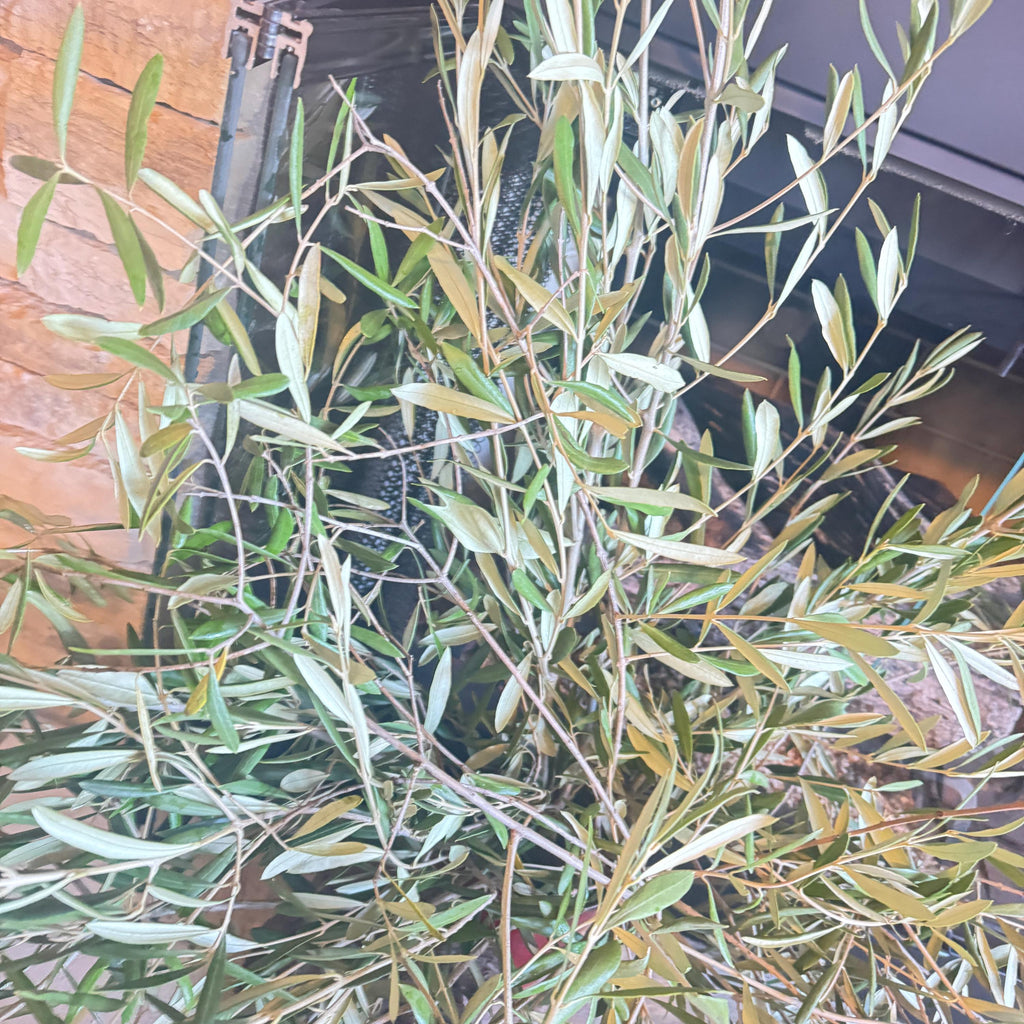 Organic Olive Tree Branches, Freshly Harvested Foliage Bundle, Natural Decor