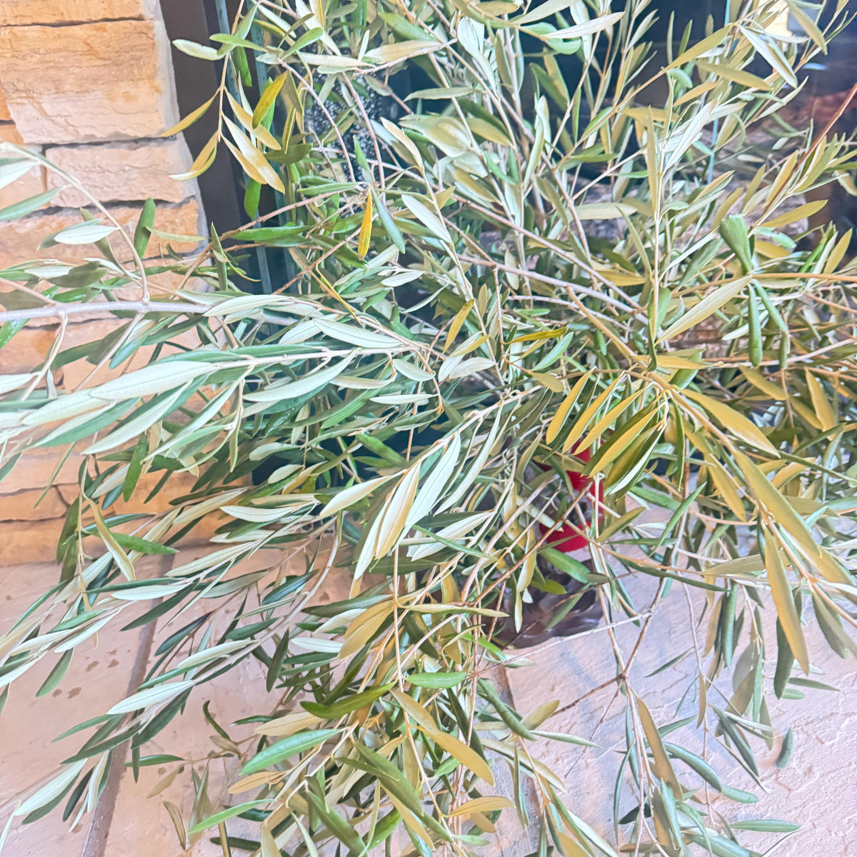 Organic Olive Tree Branches, Freshly Harvested Foliage Bundle, Natural Decor