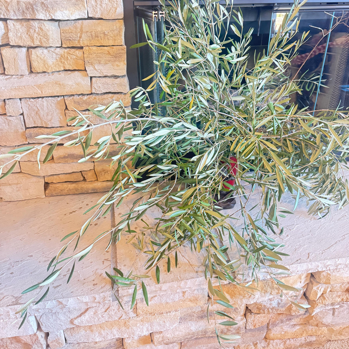 Organic Olive Tree Branches, Freshly Harvested Foliage Bundle, Natural Decor