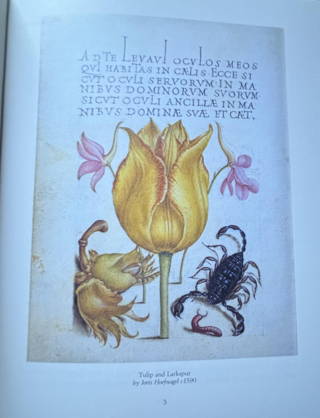 The TULIP:  Anna Pavord  **  First U.S. Edition  **  1999
