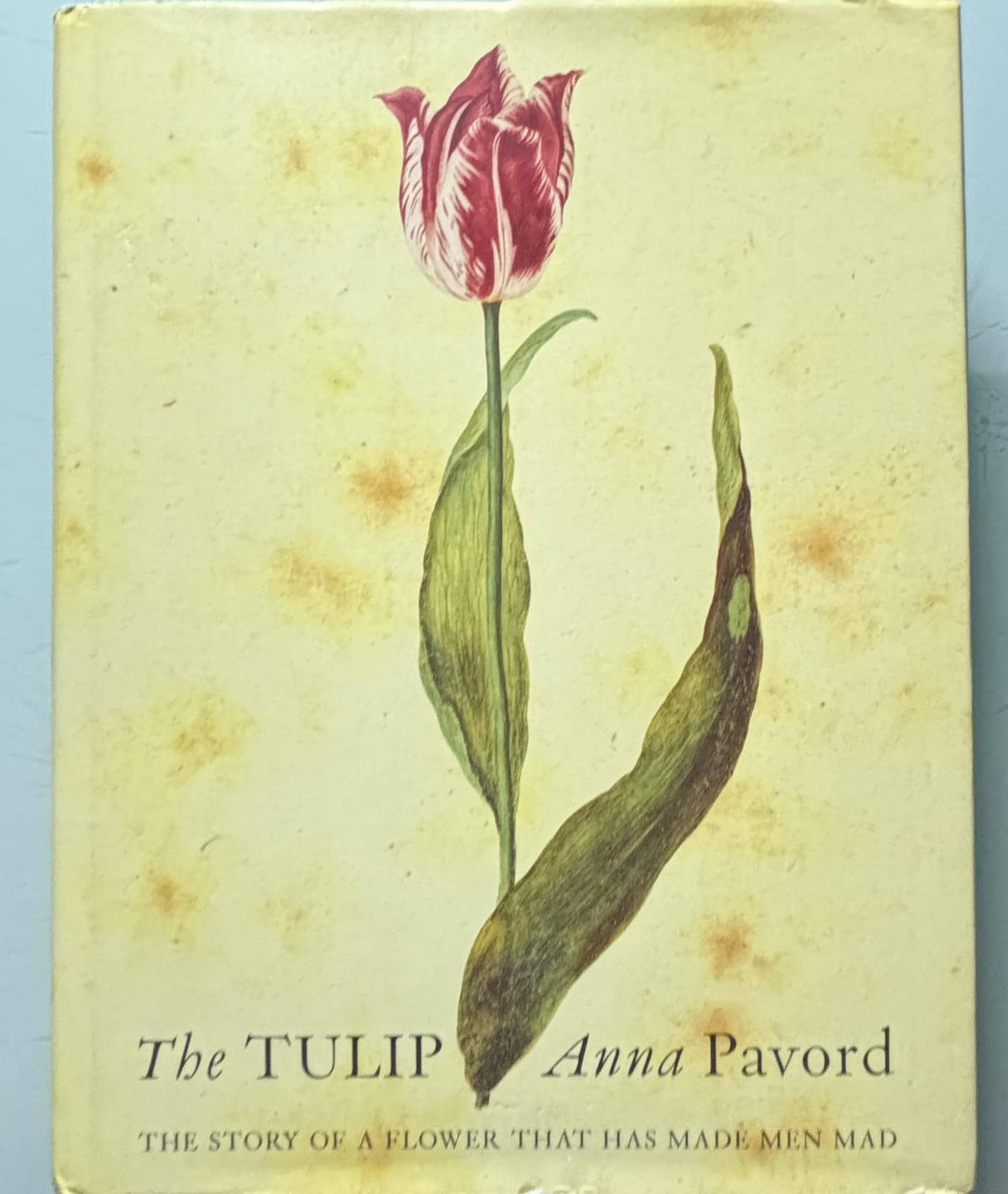The TULIP:  Anna Pavord  **  First U.S. Edition  **  1999