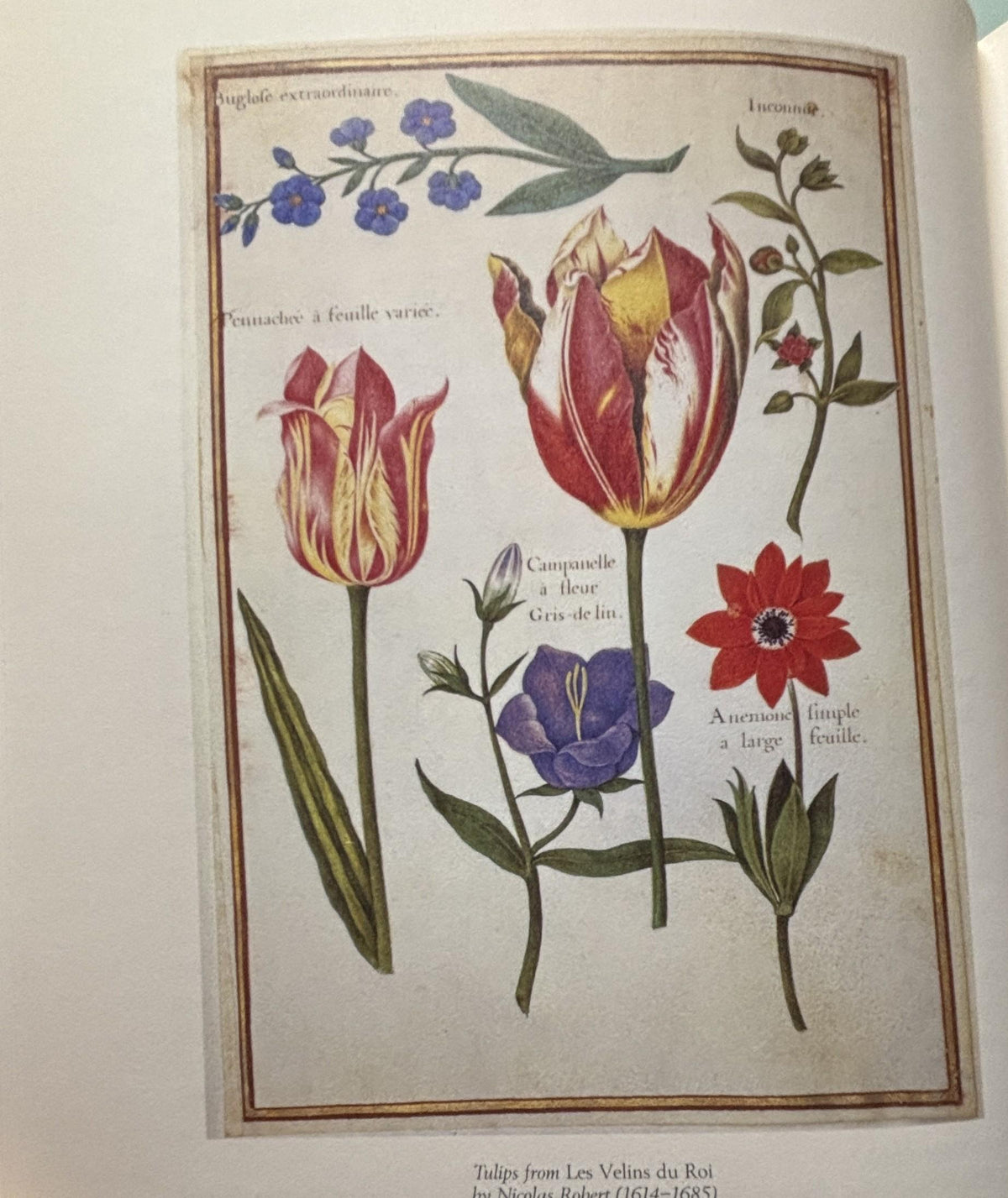 The TULIP:  Anna Pavord  **  First U.S. Edition  **  1999