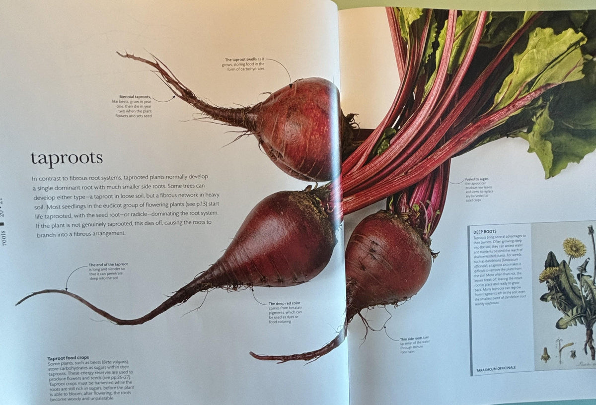 Science of Plants - Inside Their Secret World:  Dorling Kindersley Ltd. (COR) **  First Edition  **