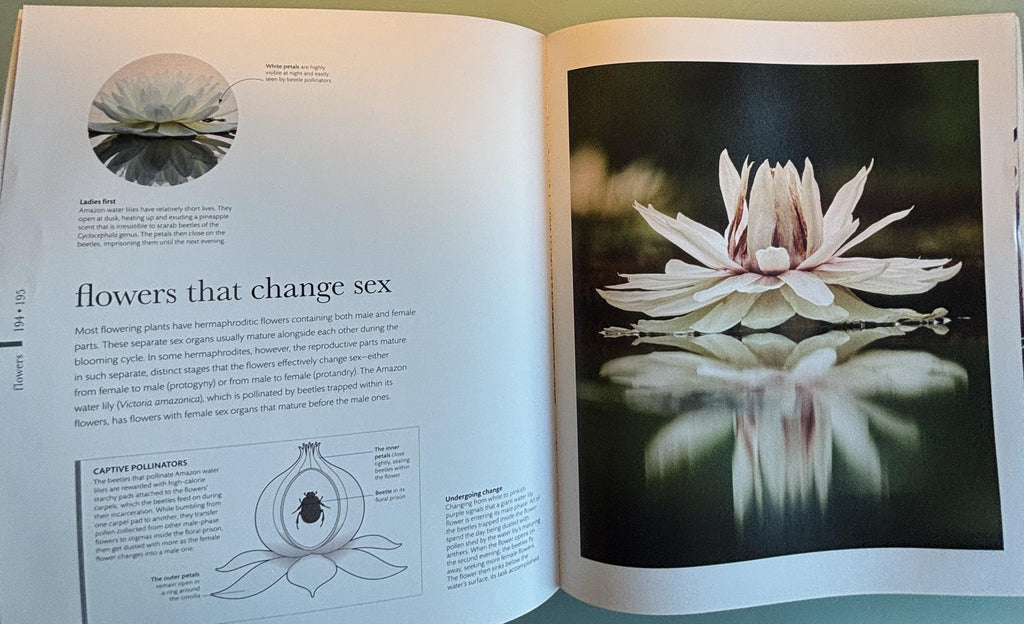 Science of Plants - Inside Their Secret World:  Dorling Kindersley Ltd. (COR) **  First Edition  **
