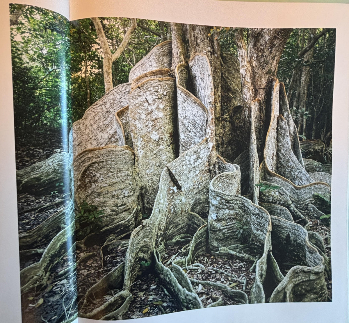Science of Plants - Inside Their Secret World:  Dorling Kindersley Ltd. (COR) **  First Edition  **