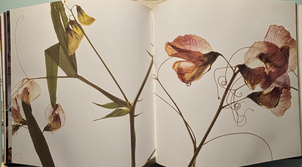 Les Immortelles Everlasting Blooms:  Georgeanne Brennan