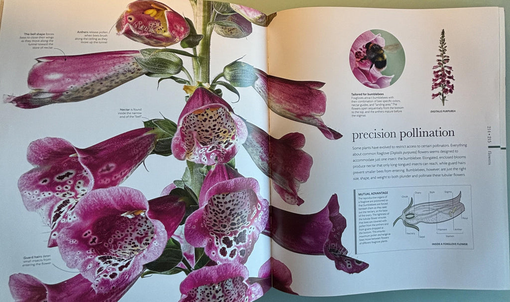 Science of Plants - Inside Their Secret World:  Dorling Kindersley Ltd. (COR) **  First Edition  **