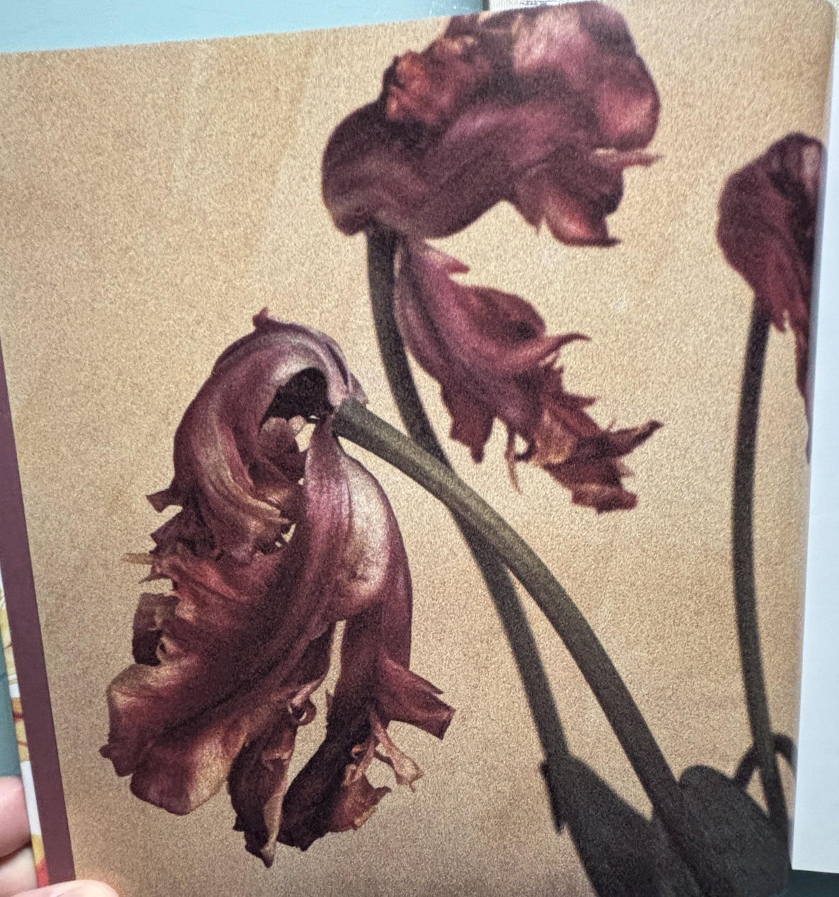 Les Immortelles Everlasting Blooms:  Georgeanne Brennan