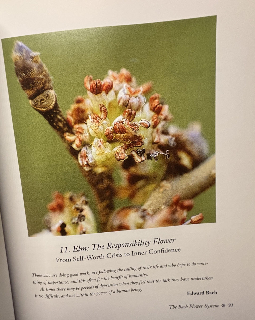 The Encyclopedia of BACH Flower Therapy:  Mechthild Scheffer