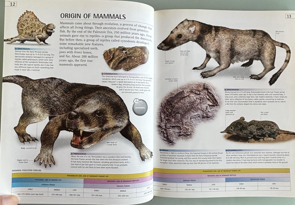 Mammal (DK/Google E.guides):  Jen Green  **  First American Edition  **