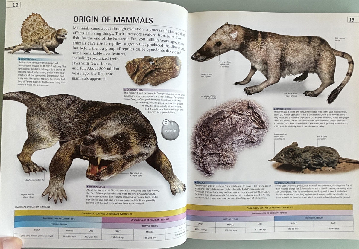 Mammal (DK/Google E.guides):  Jen Green  **  First American Edition  **