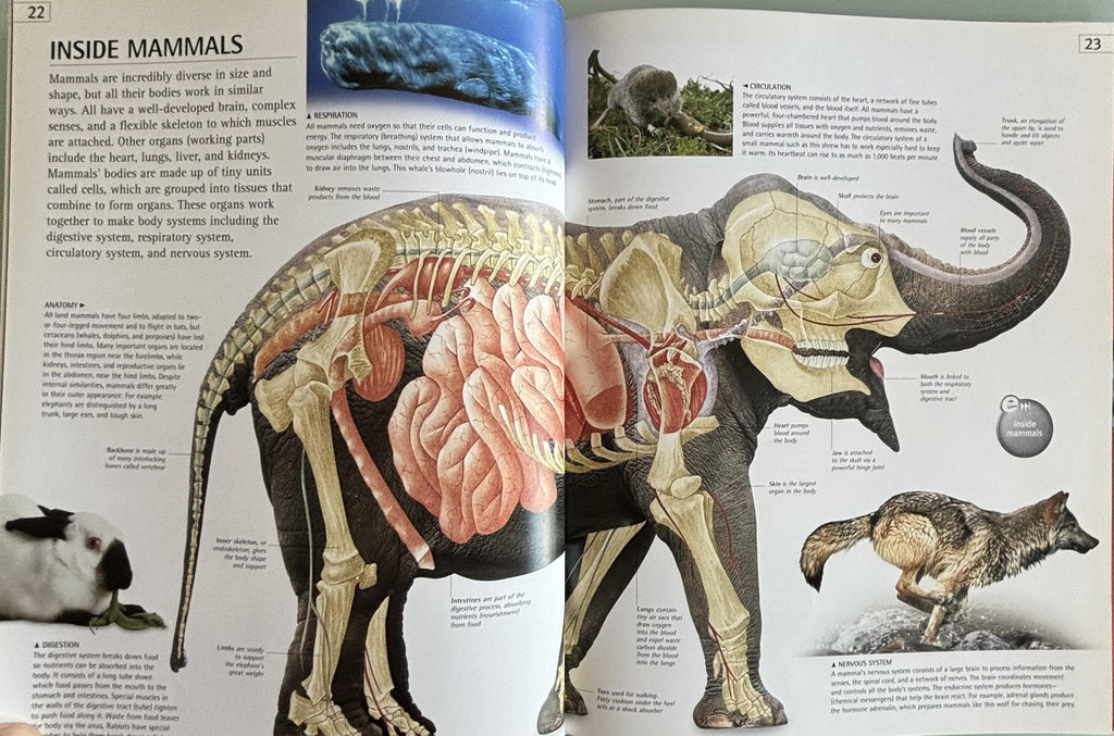 Mammal (DK/Google E.guides):  Jen Green  **  First American Edition  **