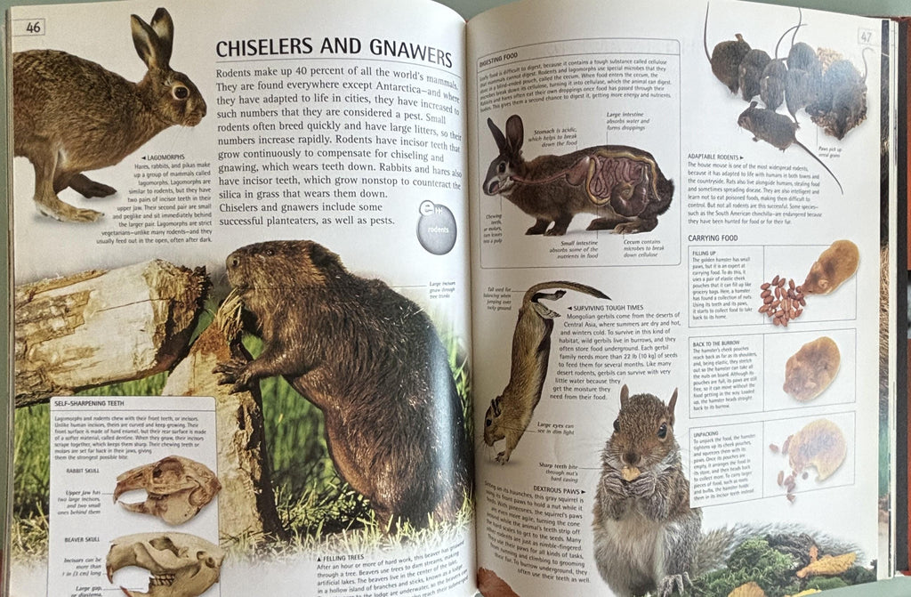 Mammal (DK/Google E.guides):  Jen Green  **  First American Edition  **