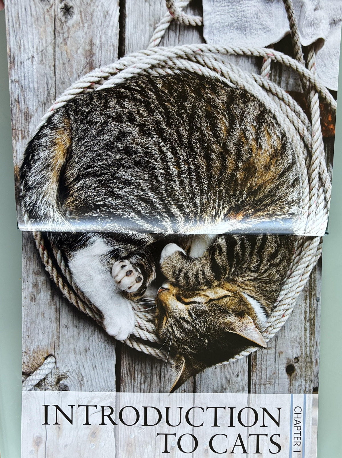 The Cat Encyclopedia: Definitive Visual Guide (New Edition)