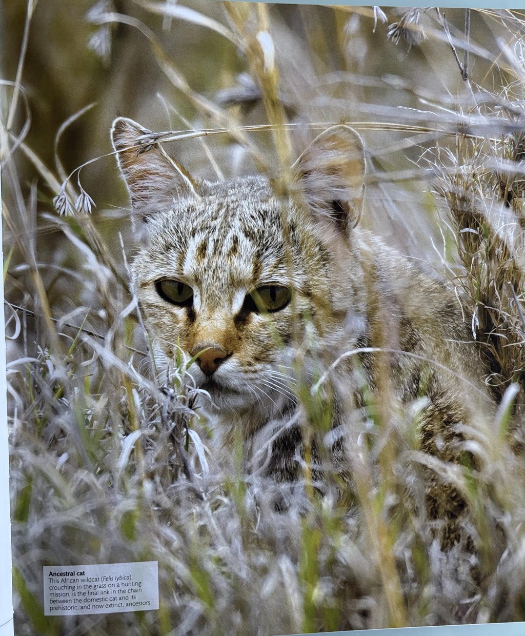 The Cat Encyclopedia: Definitive Visual Guide (New Edition)