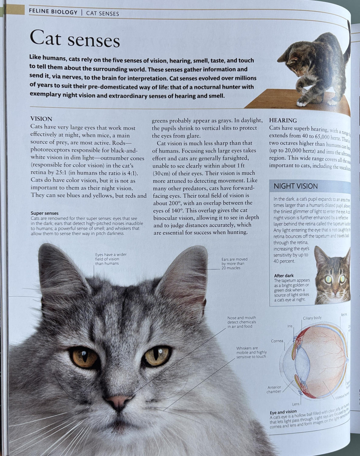 The Cat Encyclopedia: Definitive Visual Guide (New Edition)