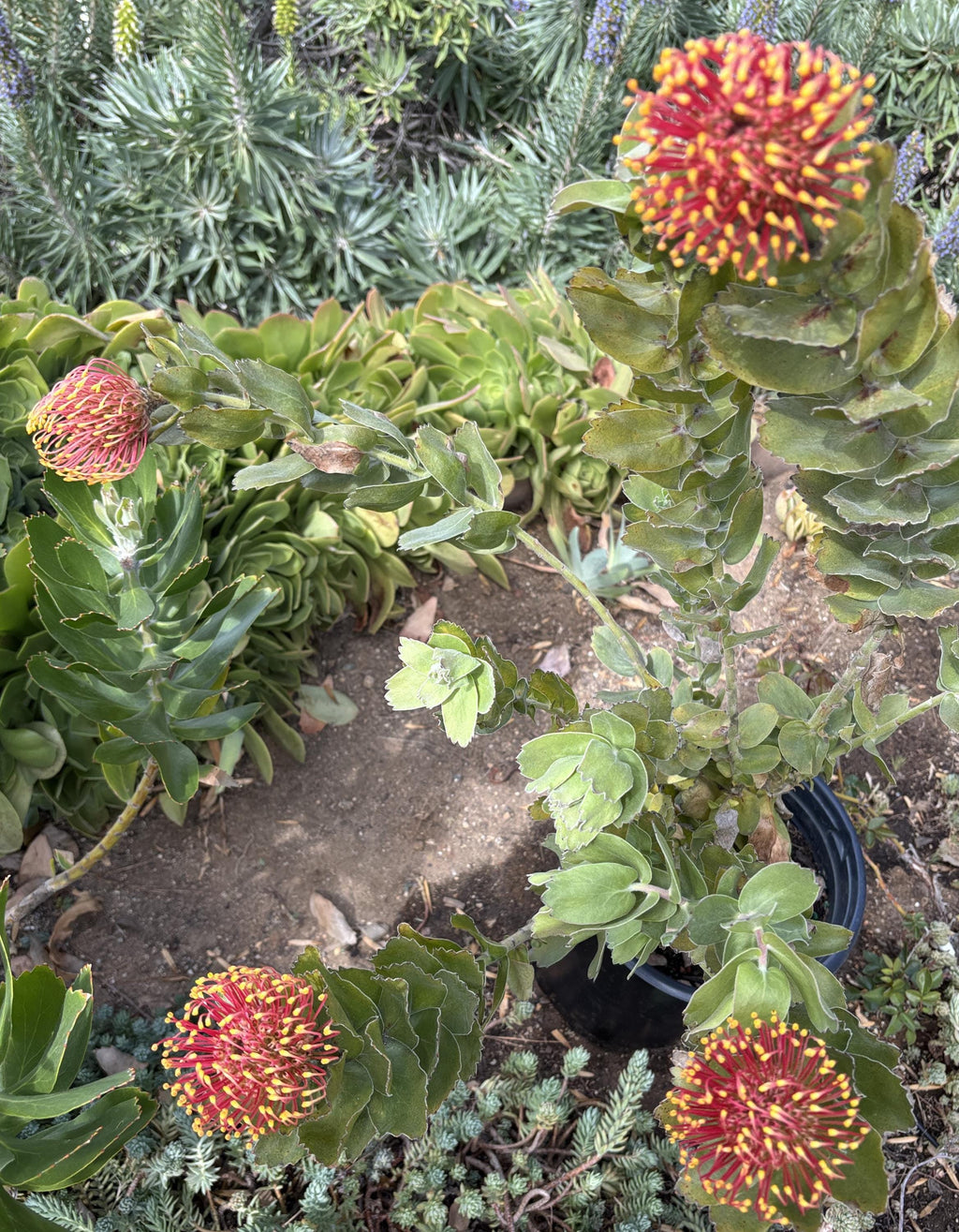 PROTEA 'Brothers Pincushion Flower', 1 stem as shown Red Fully in Bloom