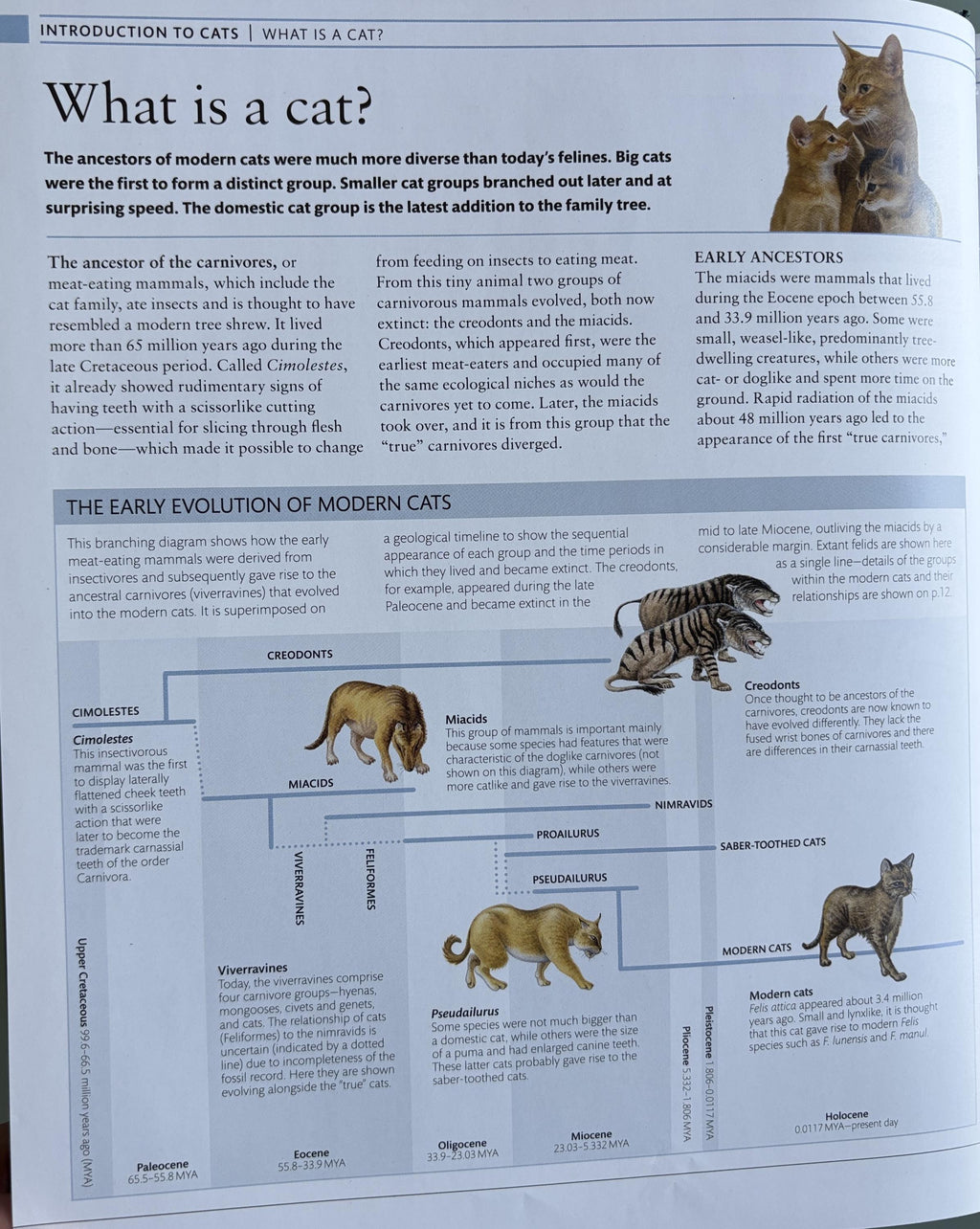 The Cat Encyclopedia: Definitive Visual Guide (New Edition)
