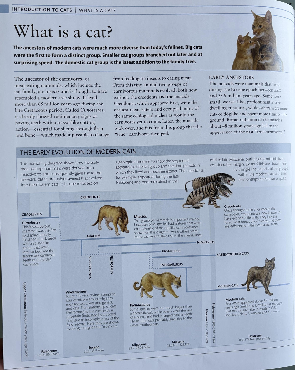 The Cat Encyclopedia: Definitive Visual Guide (New Edition)