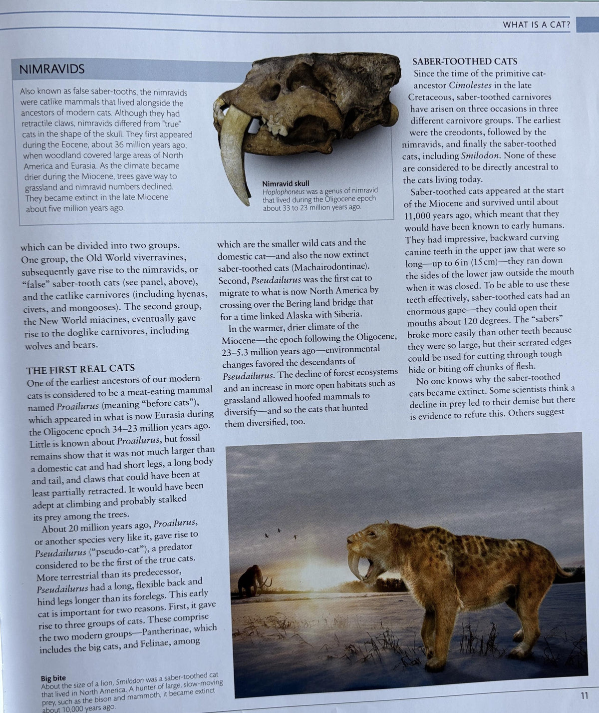 The Cat Encyclopedia: Definitive Visual Guide (New Edition)
