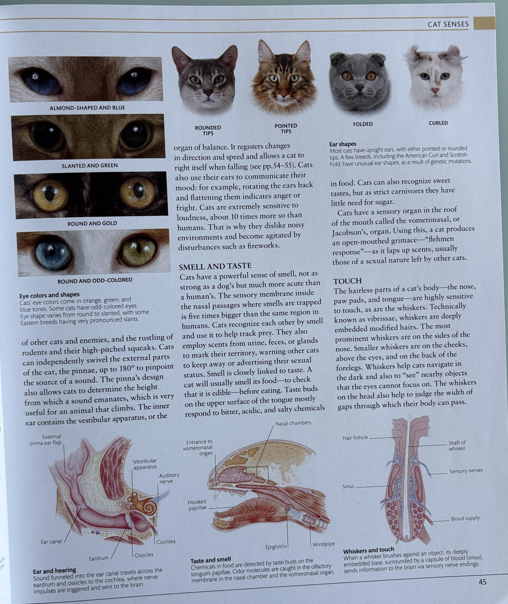 The Cat Encyclopedia: Definitive Visual Guide (New Edition)