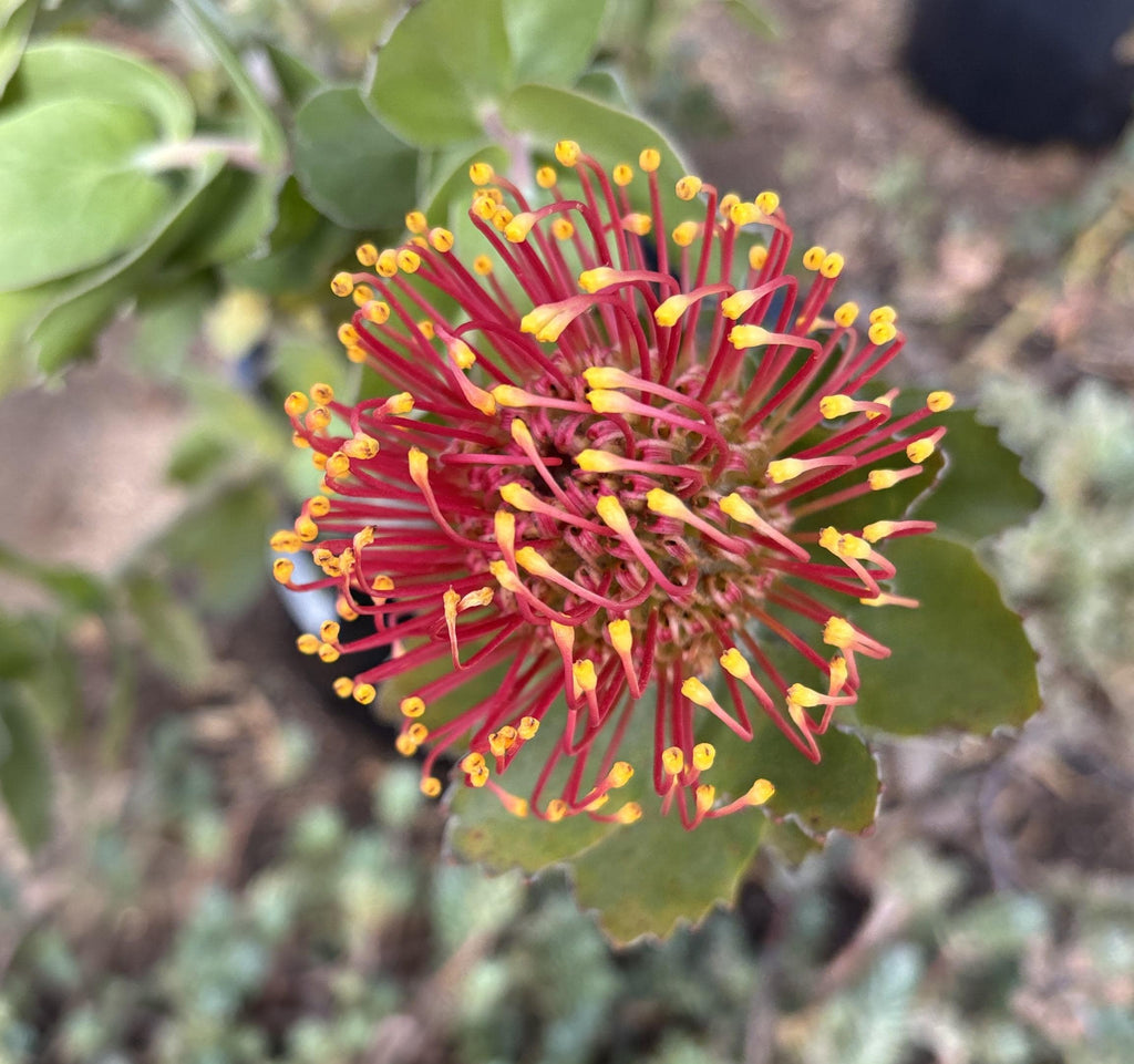PROTEA 'Brothers Pincushion Flower', 1 stem as shown Red Fully in Bloom