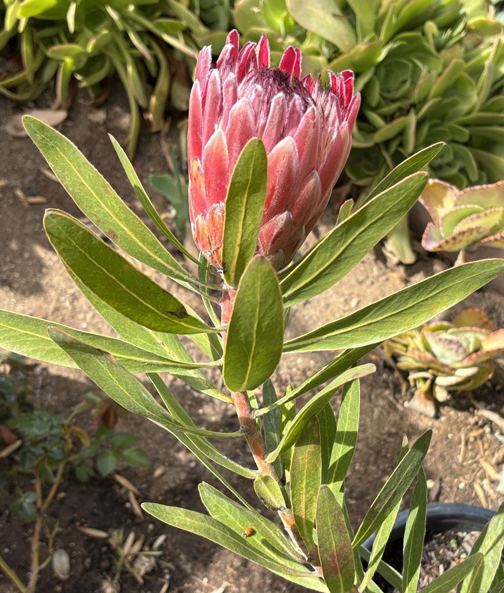 Protea 'Pink Ice' Fresh Flower cutting with stem 6" - 8" inches.