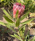 Protea 'Pink Ice' Fresh Flower cutting with stem 6" - 8" inches.