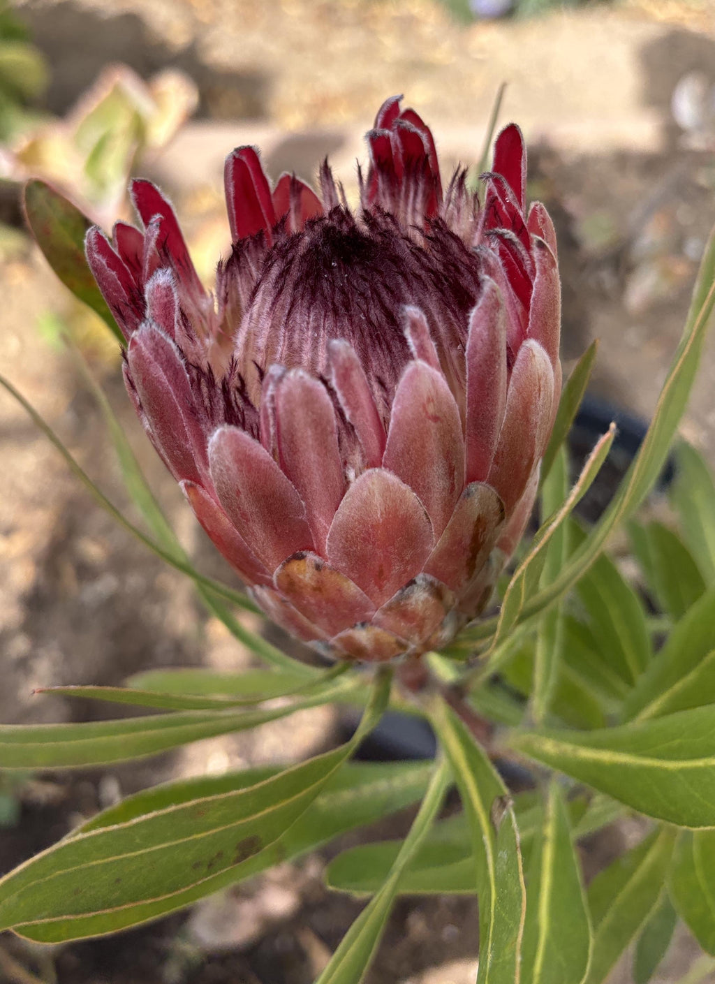 Protea 'Pink Ice' Fresh Flower cutting with stem 6" - 8" inches.