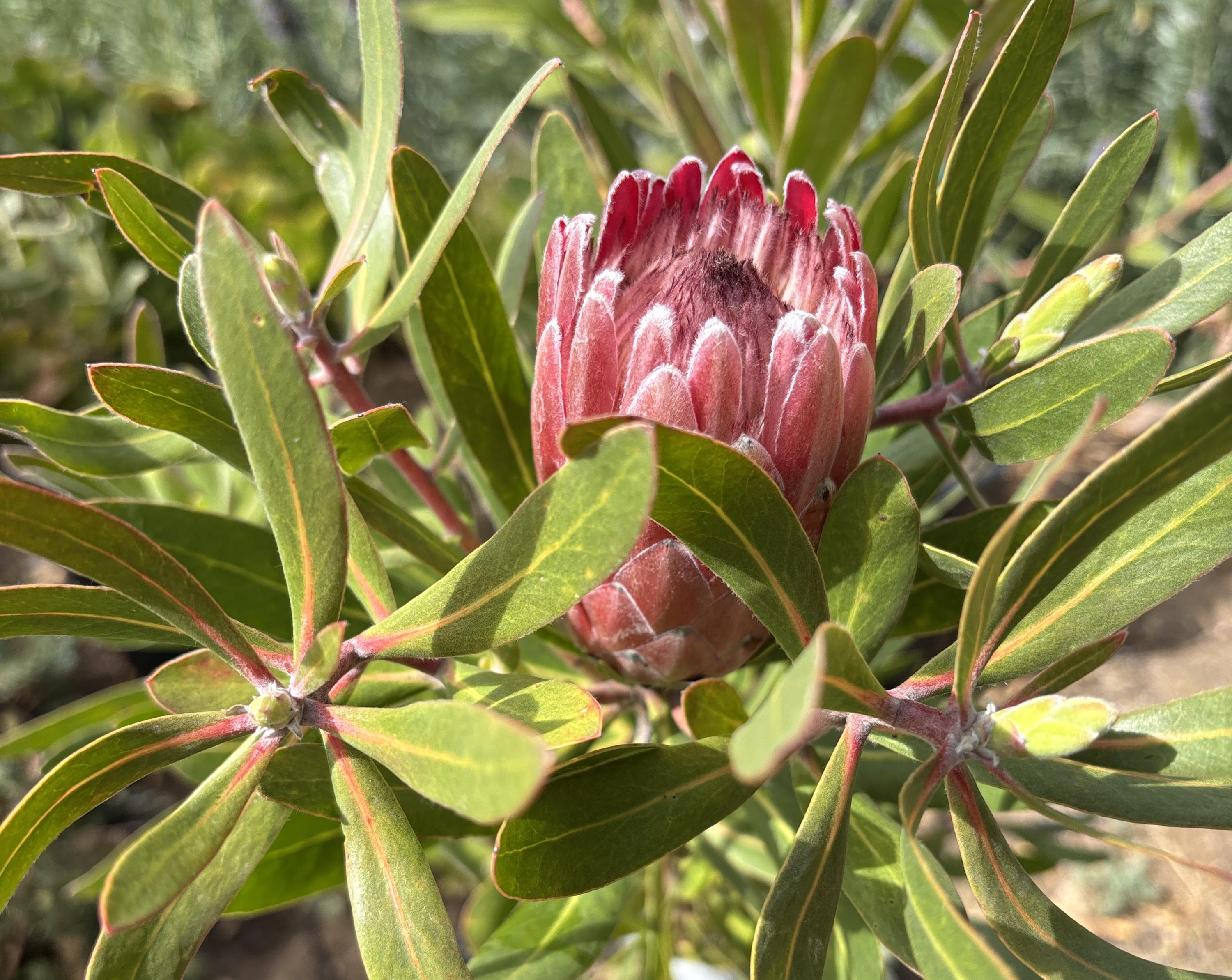 Protea 'Pink Ice' Fresh Flower cutting with stem 6" - 8" inches.