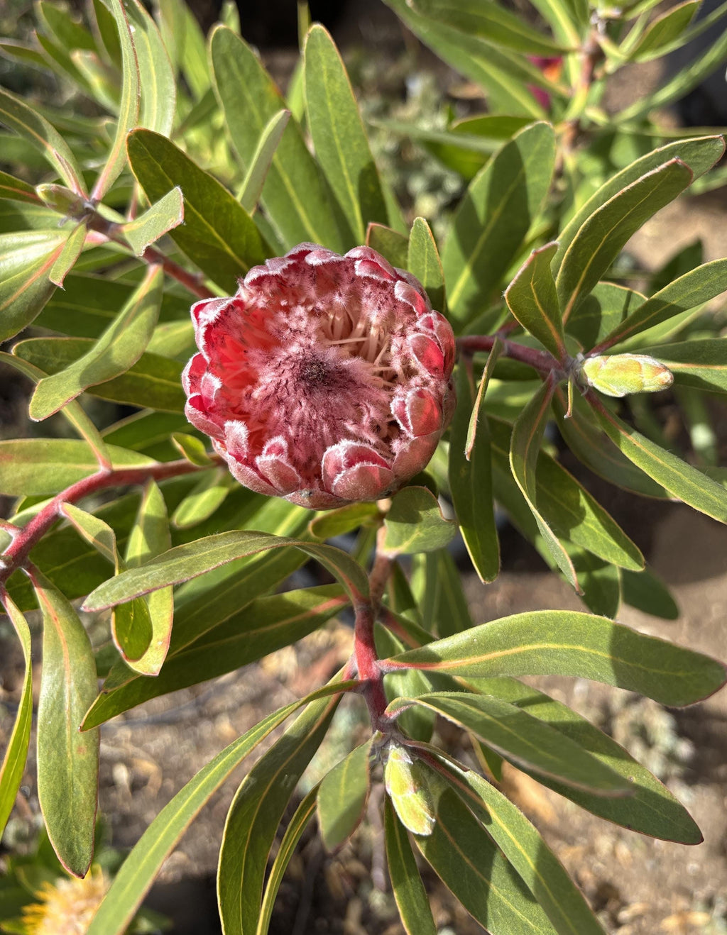 Protea 'Pink Ice' Fresh Flower cutting with stem 6" - 8" inches.