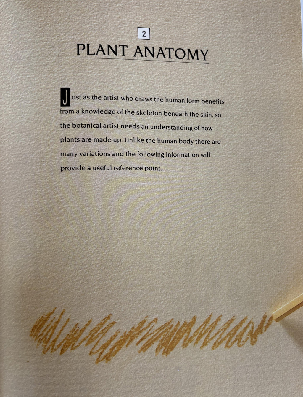 An Introduction to Drawing Flowers:   Margaret Stevens