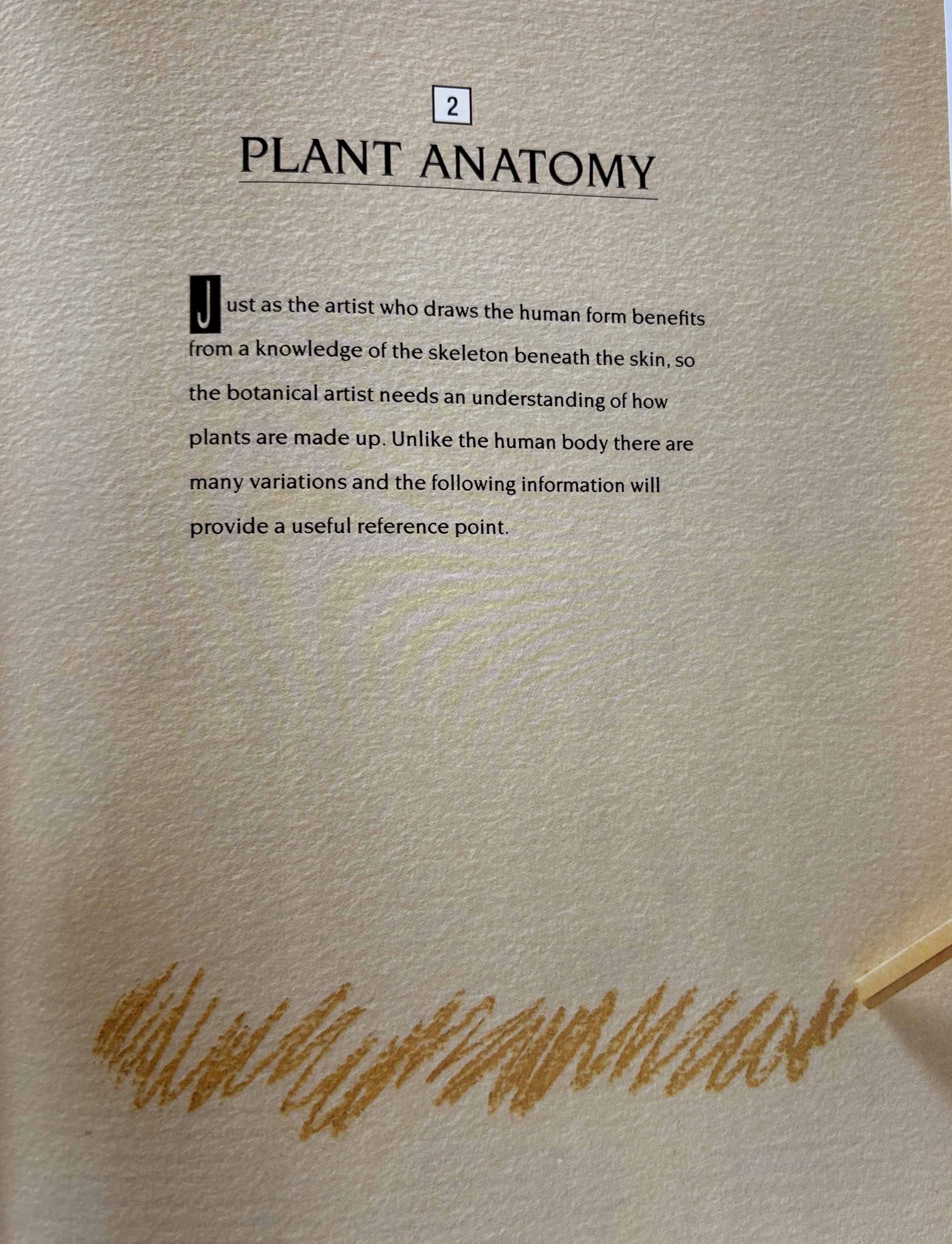 An Introduction to Drawing Flowers:   Margaret Stevens