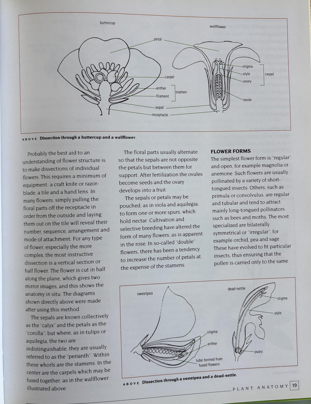 An Introduction to Drawing Flowers:   Margaret Stevens