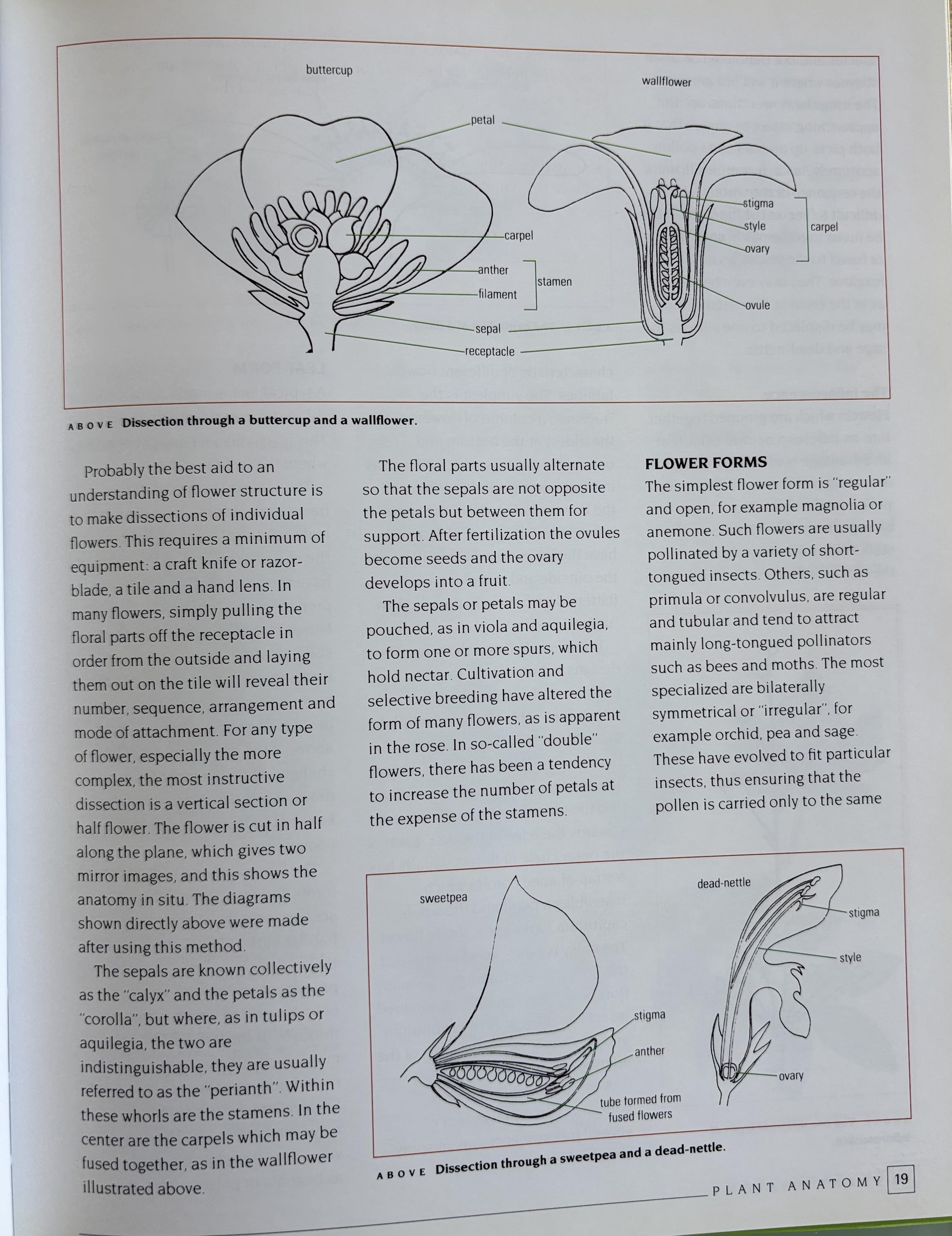 An Introduction to Drawing Flowers:   Margaret Stevens