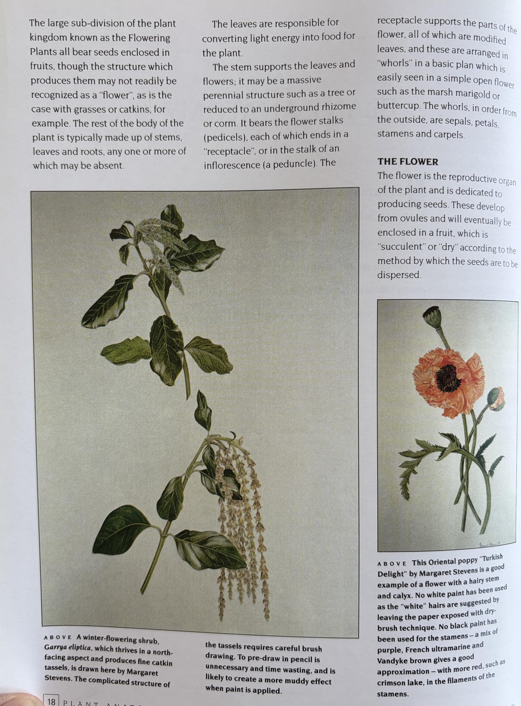 An Introduction to Drawing Flowers:   Margaret Stevens