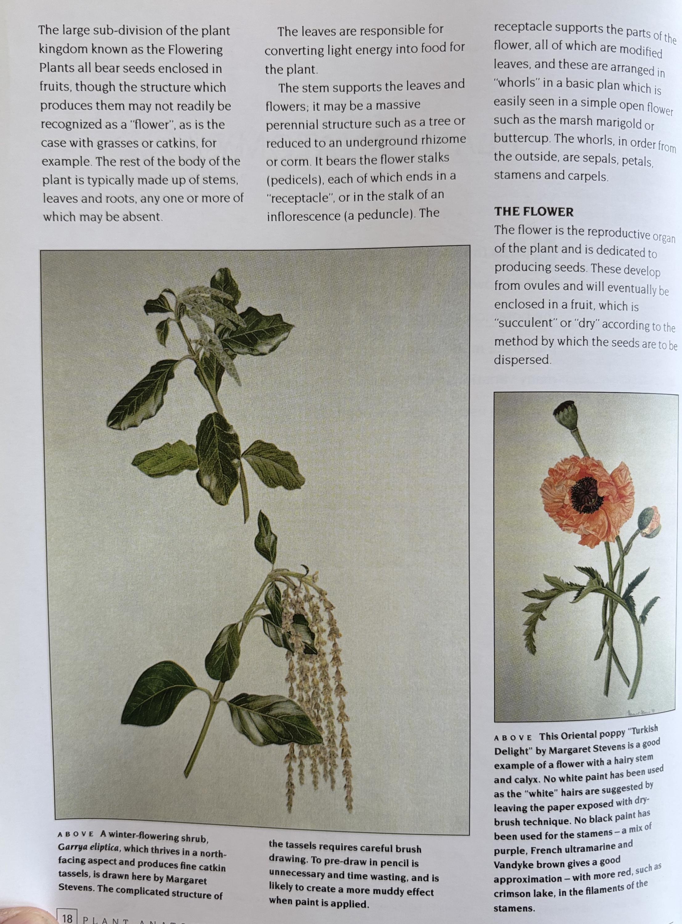 An Introduction to Drawing Flowers:   Margaret Stevens