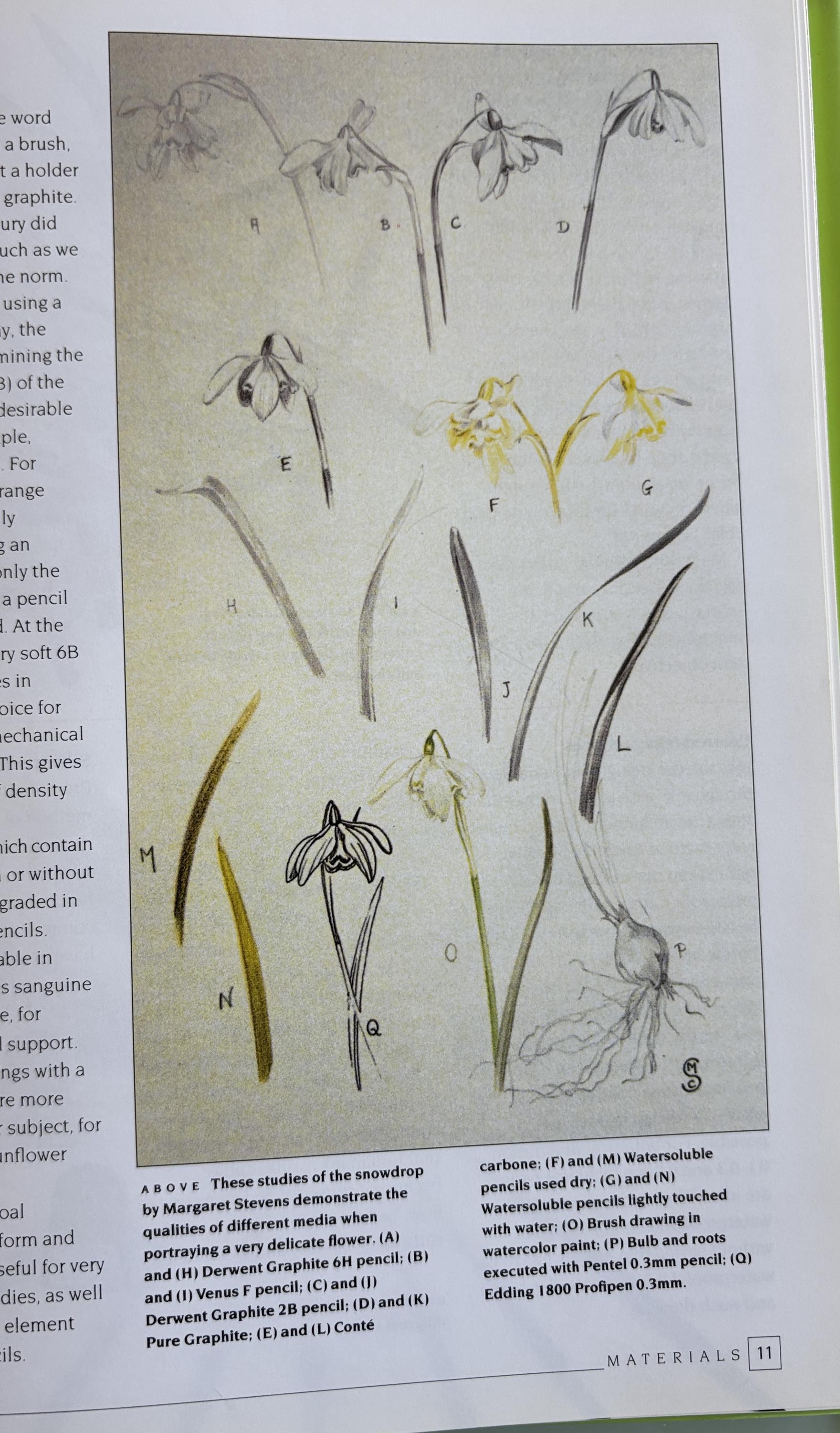 An Introduction to Drawing Flowers:   Margaret Stevens