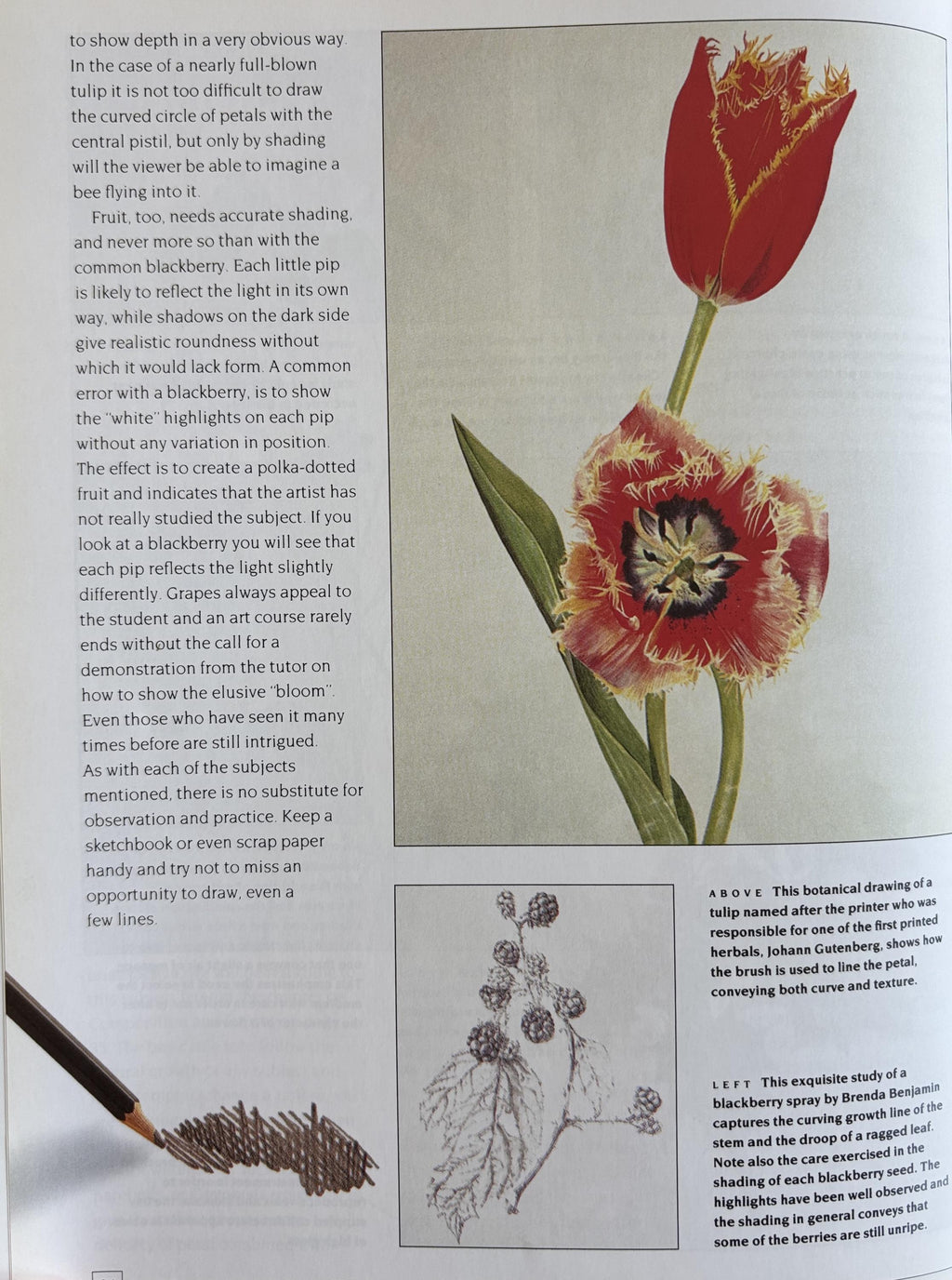 An Introduction to Drawing Flowers:   Margaret Stevens