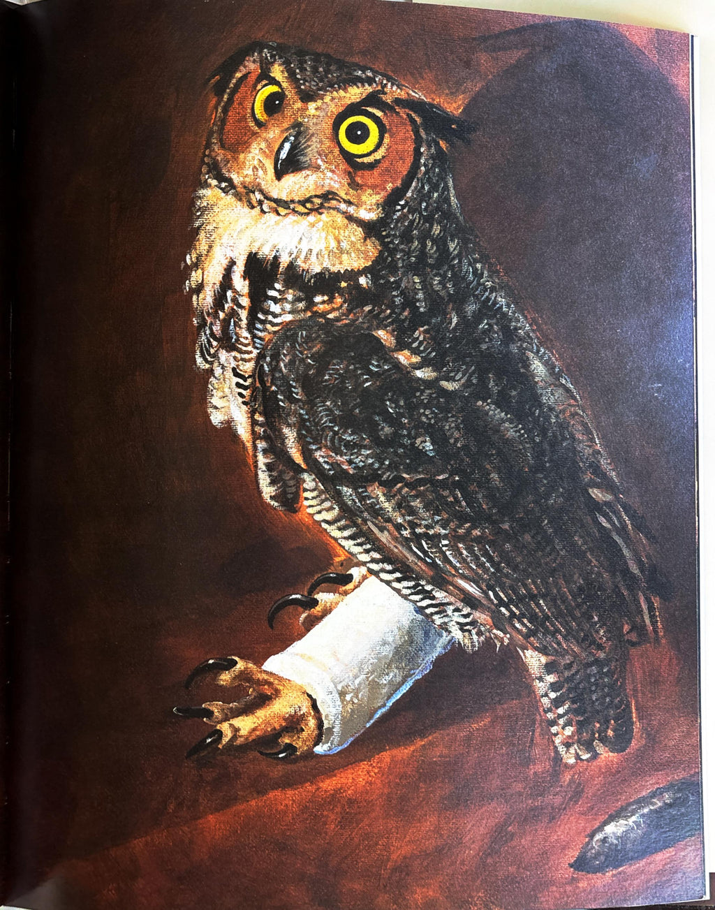 Adopted by an Owl:  Robbyn S. van Frankenhuyzen