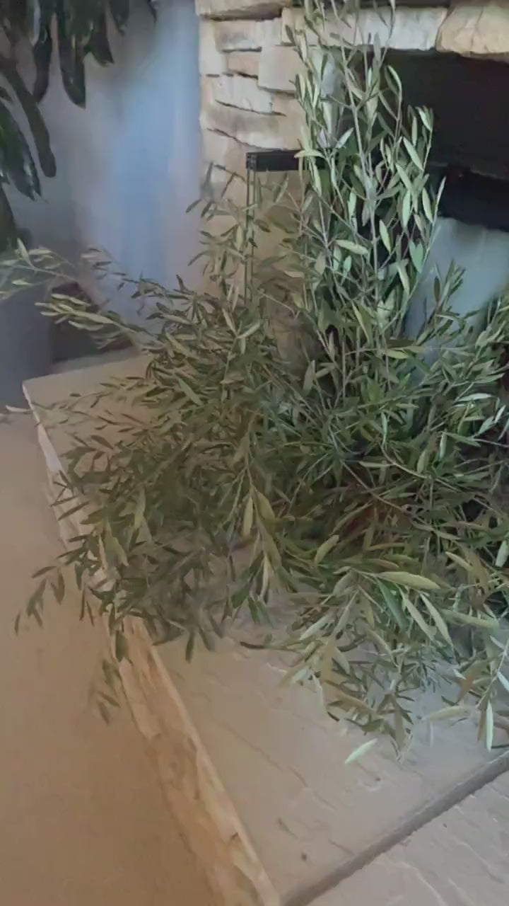 Organic Olive Tree Branches, Freshly Harvested Foliage Bundle, Natural Decor